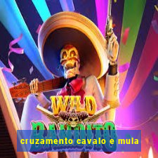 cruzamento cavalo e mula